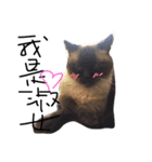 cat saying（個別スタンプ：3）