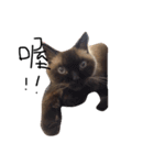 cat saying（個別スタンプ：4）