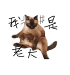 cat saying（個別スタンプ：6）