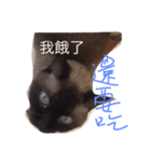 cat saying（個別スタンプ：7）