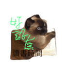 cat saying（個別スタンプ：8）