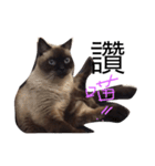 cat saying（個別スタンプ：9）