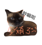 cat saying（個別スタンプ：11）