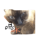 cat saying（個別スタンプ：13）