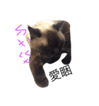 cat saying（個別スタンプ：14）