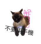 cat saying（個別スタンプ：15）