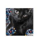 Lovelyblackcat（個別スタンプ：5）