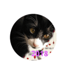 Lovelyblackcat（個別スタンプ：8）