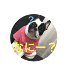 フレンチブルドックのイギーとごまの日常（個別スタンプ：1）
