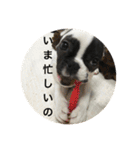 フレンチブルドックのイギーとごまの日常（個別スタンプ：2）