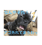 フレンチブルドックのイギーとごまの日常（個別スタンプ：3）