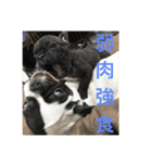 フレンチブルドックのイギーとごまの日常（個別スタンプ：4）