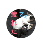フレンチブルドックのイギーとごまの日常（個別スタンプ：5）