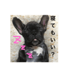 フレンチブルドックのイギーとごまの日常（個別スタンプ：12）
