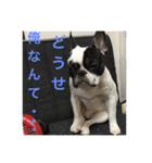 フレンチブルドックのイギーとごまの日常（個別スタンプ：13）