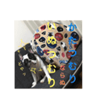 フレンチブルドックのイギーとごまの日常（個別スタンプ：14）
