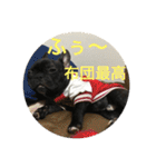 フレンチブルドックのイギーとごまの日常（個別スタンプ：15）