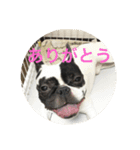 フレンチブルドックのイギーとごまの日常（個別スタンプ：16）
