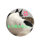 フレンチブルドックのイギーとごまの日常（個別スタンプ：21）