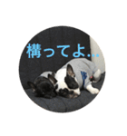 フレンチブルドックのイギーとごまの日常（個別スタンプ：22）
