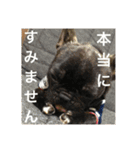 フレンチブルドックのイギーとごまの日常（個別スタンプ：24）