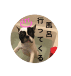 フレンチブルドックのイギーとごまの日常（個別スタンプ：25）