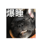 フレンチブルドックのイギーとごまの日常（個別スタンプ：26）