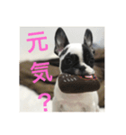 フレンチブルドックのイギーとごまの日常（個別スタンプ：27）