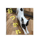 フレンチブルドックのイギーとごまの日常（個別スタンプ：28）