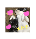 フレンチブルドックのイギーとごまの日常（個別スタンプ：29）