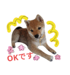 豆柴めい（個別スタンプ：1）