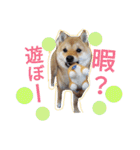 豆柴めい（個別スタンプ：3）