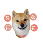 豆柴めい（個別スタンプ：4）
