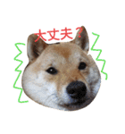 豆柴めい（個別スタンプ：5）