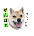 豆柴めい（個別スタンプ：6）