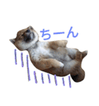 豆柴めい（個別スタンプ：7）
