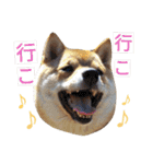 豆柴めい（個別スタンプ：9）