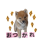 豆柴めい（個別スタンプ：11）