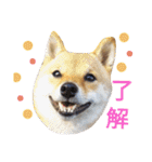 豆柴めい（個別スタンプ：13）