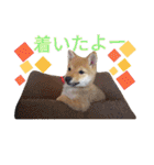 豆柴めい（個別スタンプ：15）