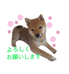 豆柴めい（個別スタンプ：19）