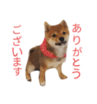 豆柴めい（個別スタンプ：24）