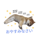 豆柴めい（個別スタンプ：29）