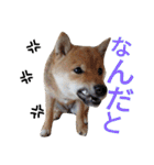 豆柴めい（個別スタンプ：30）
