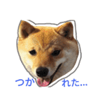 豆柴めい（個別スタンプ：31）