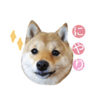 豆柴めい（個別スタンプ：32）