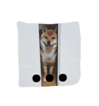 豆柴めい（個別スタンプ：36）