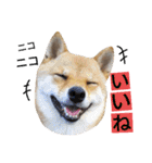 豆柴めい（個別スタンプ：39）