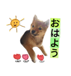 豆柴めい（個別スタンプ：40）