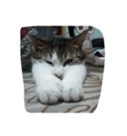 猫のみるちゃん（個別スタンプ：1）